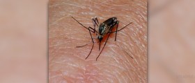 Why do mosquito bites itch