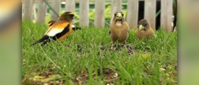 Why is bird flu of such concern?