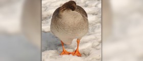 Wild goose qigong for a healthier life
