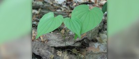 Wild yam root benefits