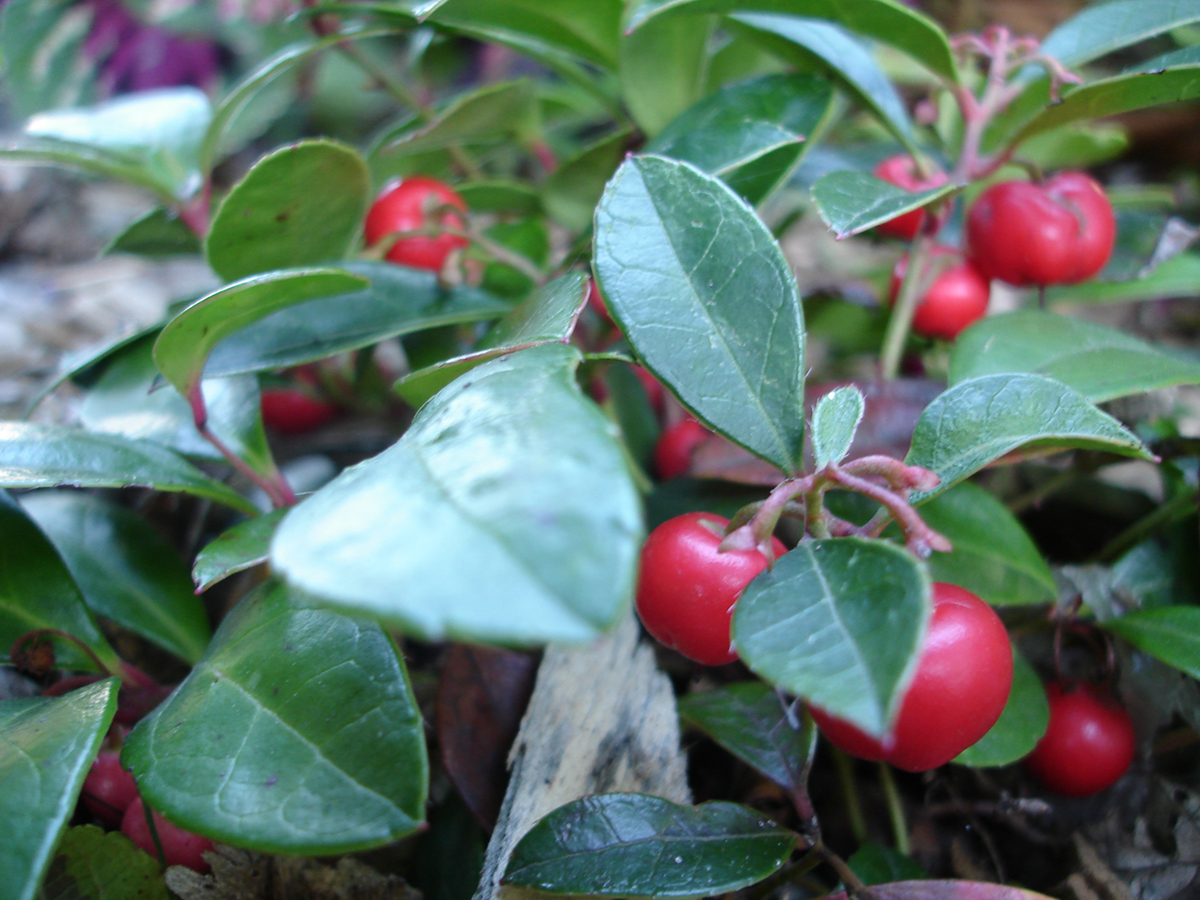 about-wintergreen-oil-general-center-steadyhealth