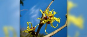 Witch hazel astringent