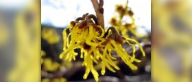 Witch hazel uses