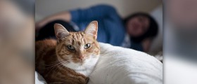 Toxoplasmosis - a danger to unborn babies?