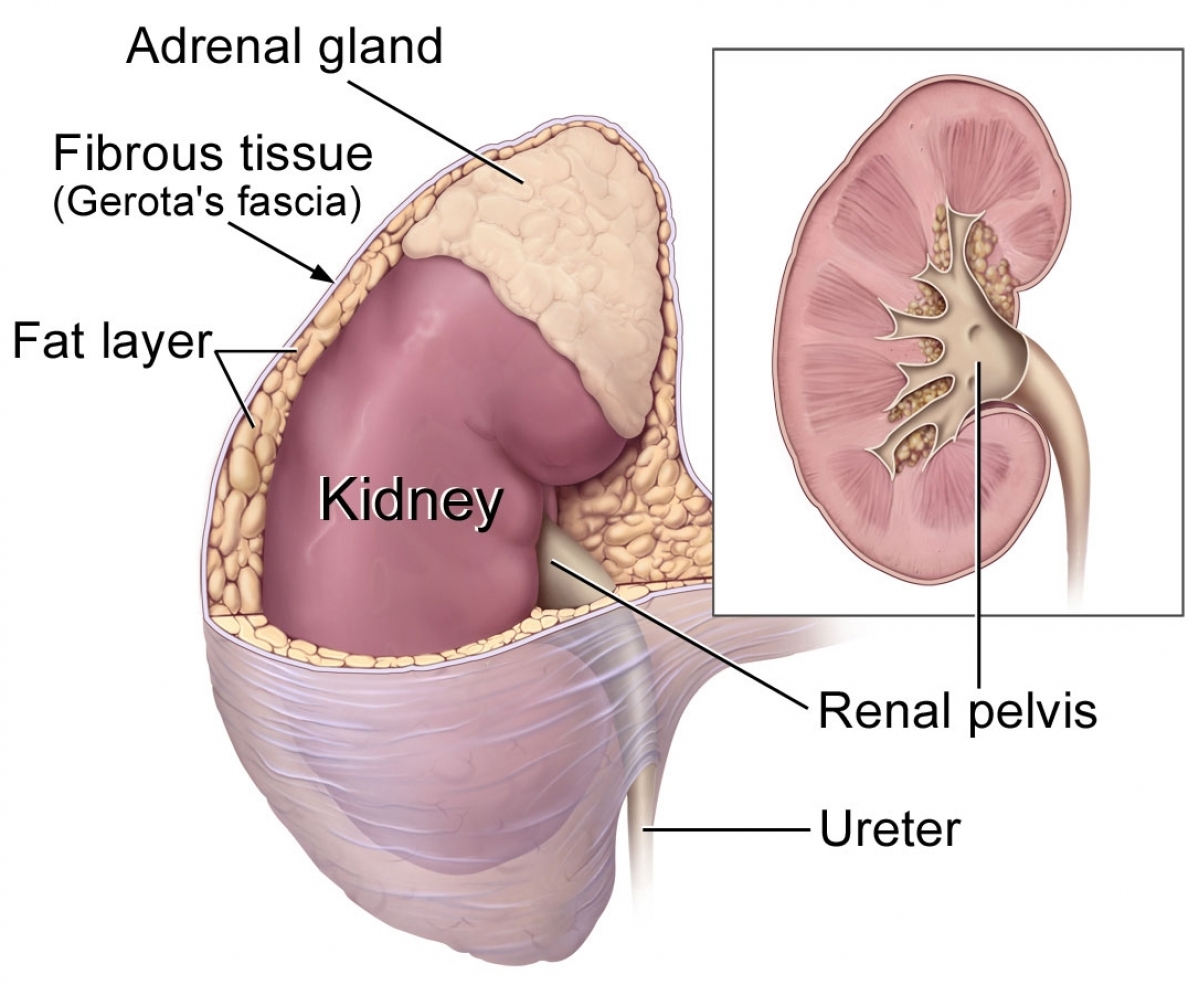 where is the adrenal gland located