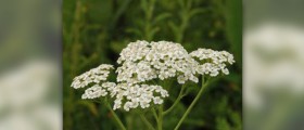 Yarrow health benefits