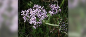 Yarrow herb facts