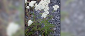 Yarrow root facts