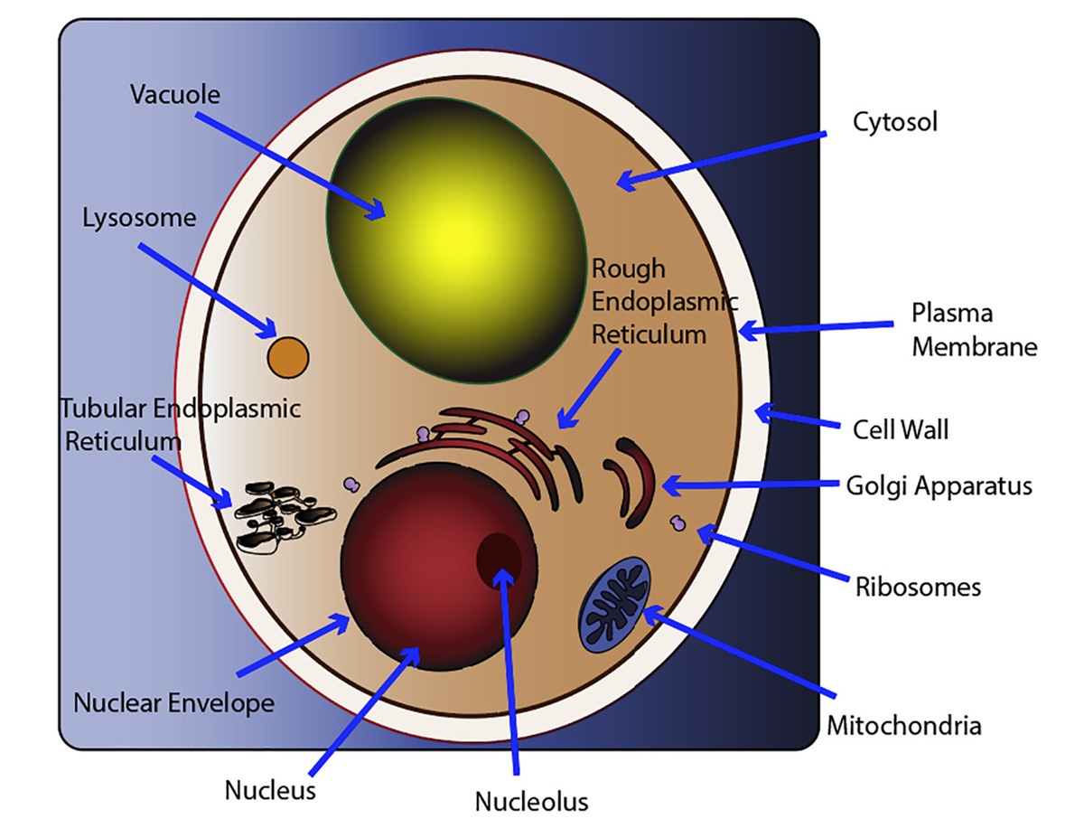 yeast-free-diets-general-center-steadyhealth