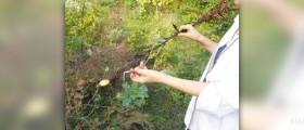 Yellow dock root