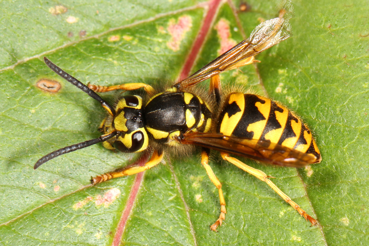 Yellow Jacket Sting General Center SteadyHealth