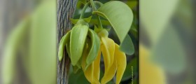 Ylang ylang essential oil
