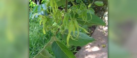 Ylang ylang oil benefits