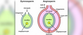 Your menstrual cycle and fertility
