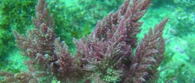 Algae For Weight Loss?