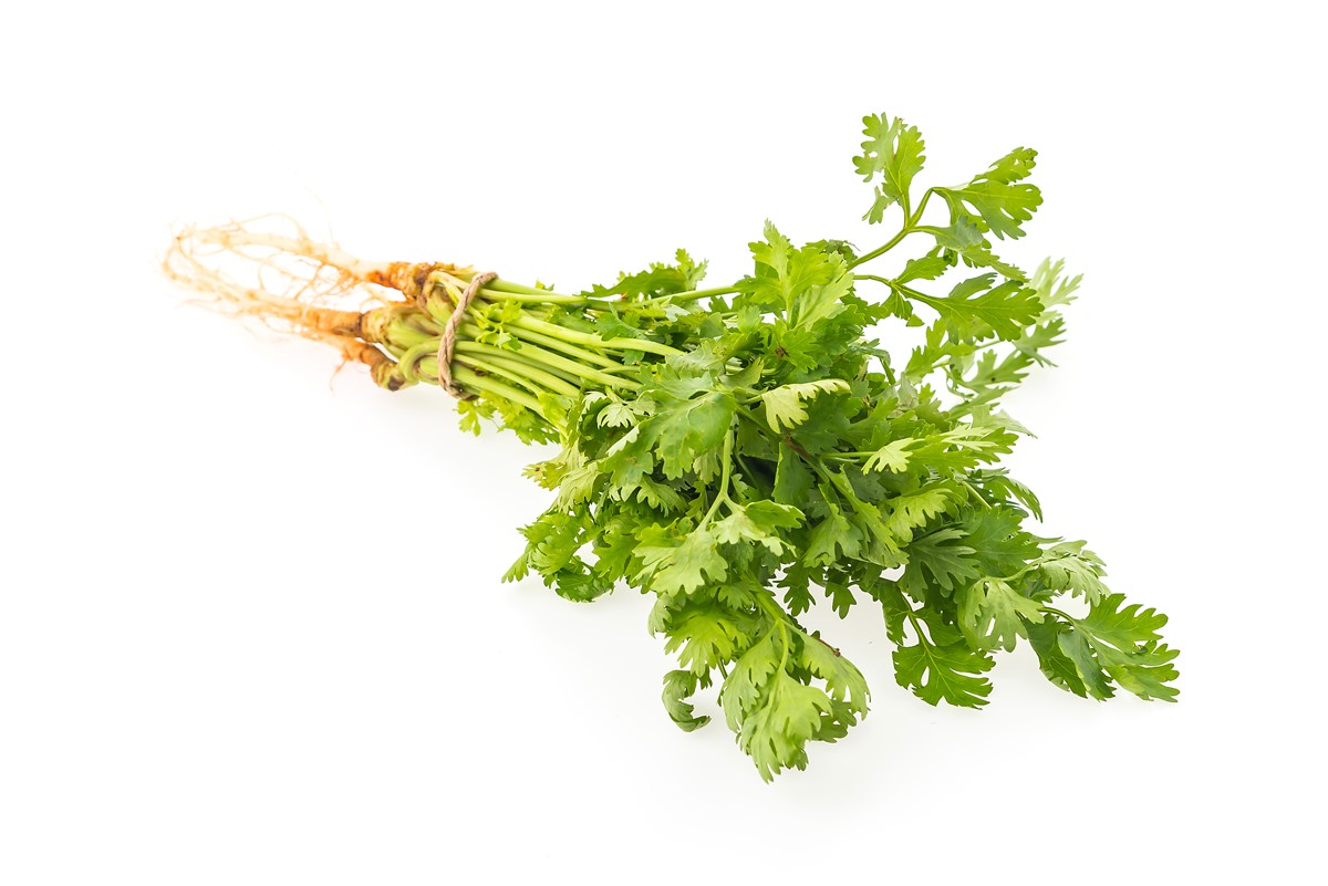 Allergy To Cilantro Coriander Symptoms Diagnosis And Treatment Allergies Medical Answers Body Health Conditions Center Steadyhealth Com