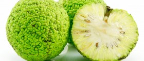 Beware Plant "Cures" For Cancer