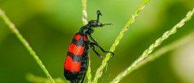 Blister Beetles And Cancer Scams