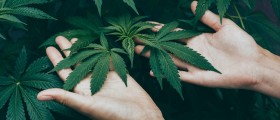 Can Marijuana Affect Your Menstrual Cycle?