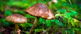 Could "Magic Mushrooms" Help Alleviate Depression And Anxiety?