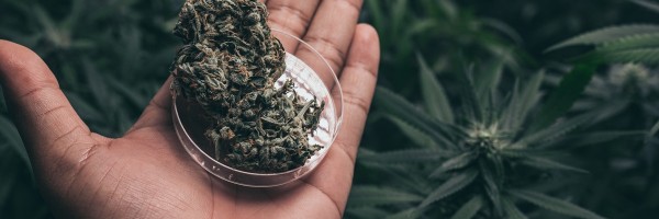 Could You Have A Marijuana Allergy?