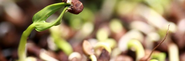 Just The Facts About Eating Morning Glory Seeds