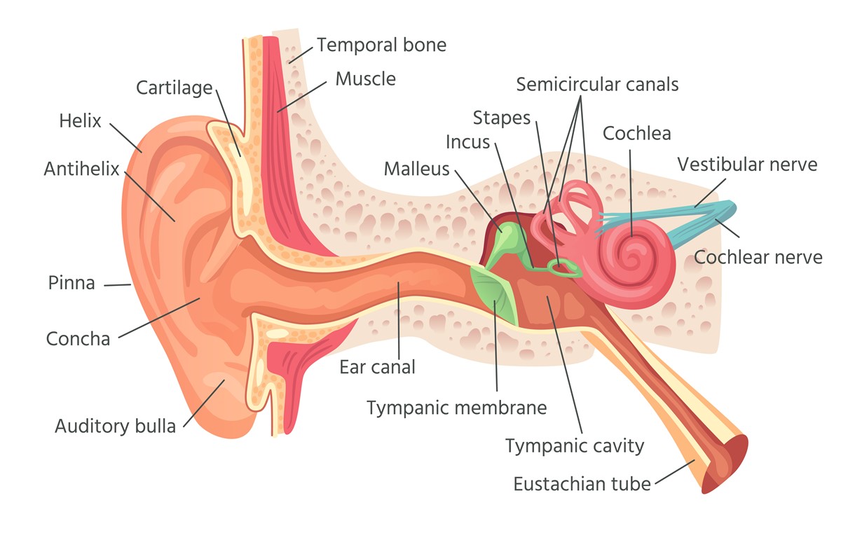 Eustachian Tube Dysfunction Ear Nose Throat And Dental Problems