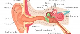Eustachian Tube Dysfunction