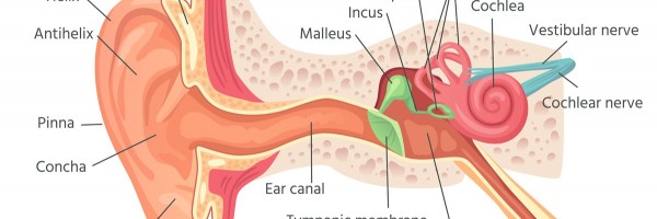 Eustachian Tube Dysfunction