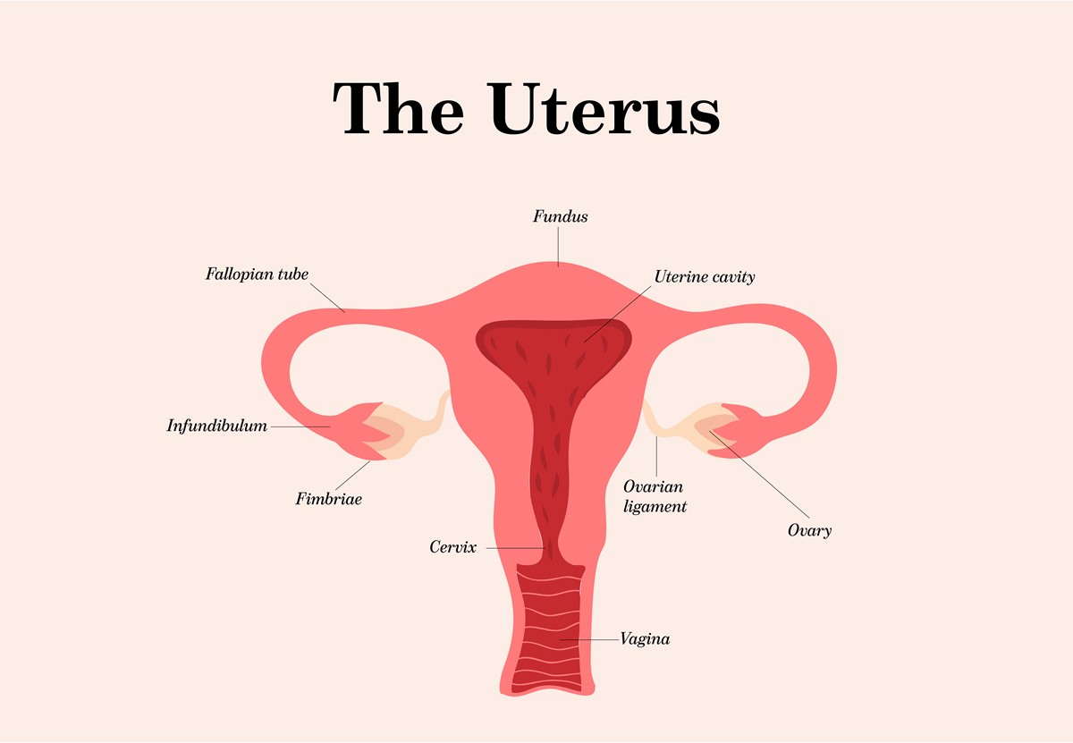 structure-and-function-of-fallopian-tube-brainly-in