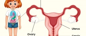 Fertility After Oophorectomy (Removal Of Ovaries)