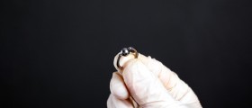 Genital Piercing - What Should You Know Before Doing It