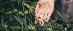Health-related Effects Of Marijuana Use