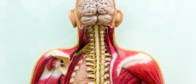 Life Expectancy (Mortality) For Friedreich's Ataxia