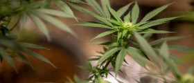 Marijuana Affects Your Health And May Cause Heart Attack