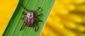 Mites Might Not Be the Skin Problem You Expect