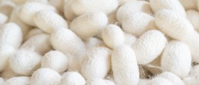 Mothball Addiction - Is It Real?