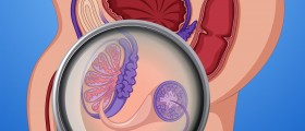 Normal Testicles and Testicle Problems