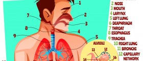 Paralyzed Diaphragm?