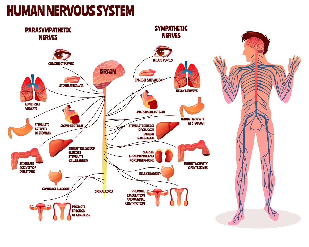 Sympathetic Nervous System Symptoms