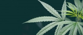 Quitting Marijuana And Cannabis Withdrawal