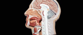 Salivary Gland And Salivary Duct Masses