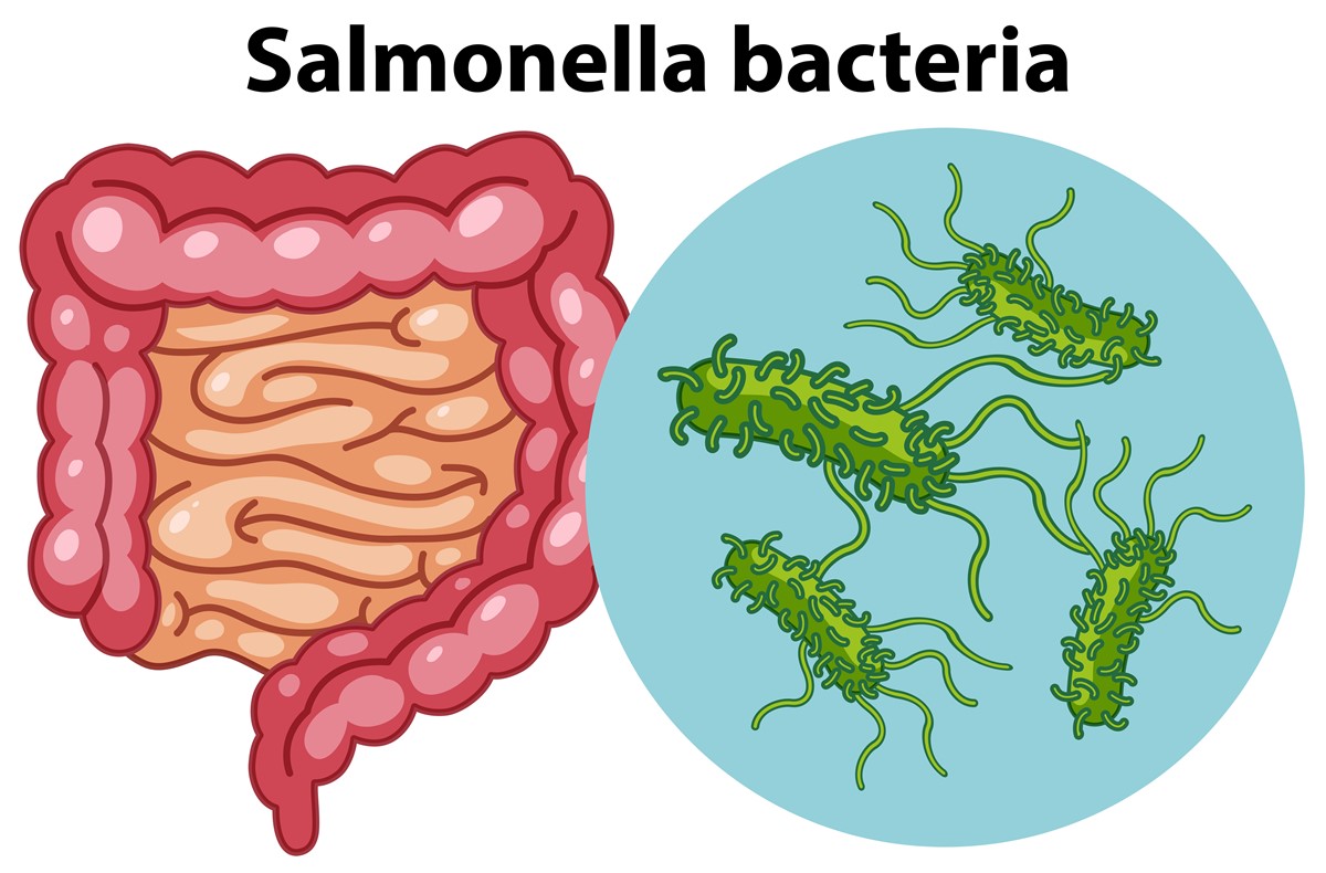 salmonella-food-poisoning-what-do-you-need-to-know-nutrition