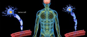 The Clinical Picture Of Multiple Sclerosis
