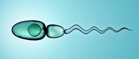 The Male Ejaculation Process