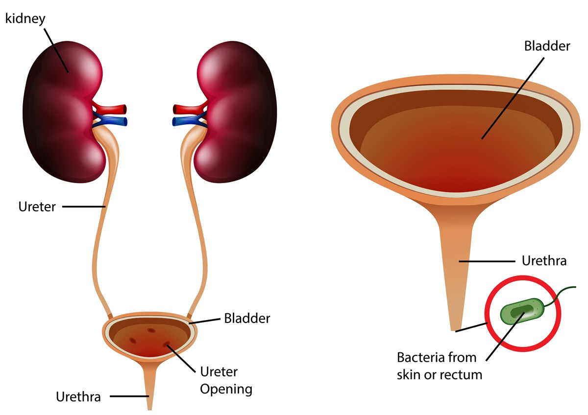 ureter-anatomy-function-ectopic-ureter-ureter-pain-ureter-cancer