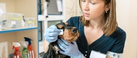 What Do Pet Owner's Need To Know About Cushing's Disease In Dogs?
