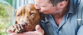 What Do You Need To Know About The Health And Care Of Pit Bull Dogs?