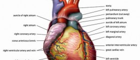 Warning Signs: How To Recognize Heart Attack