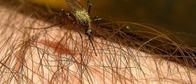 Mosquitoes Are Picky Eaters. Why They Bite Us And What Can We Do About It?